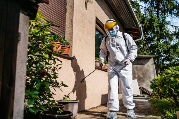 Best Wasp Removal Services  in Rossvle, IL