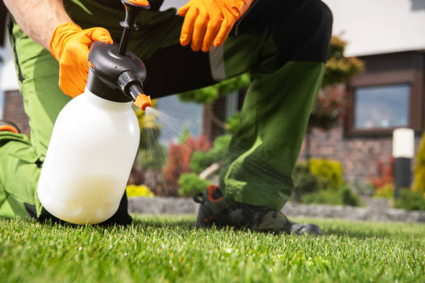 Best Flea Control Services  in Rossvle, IL