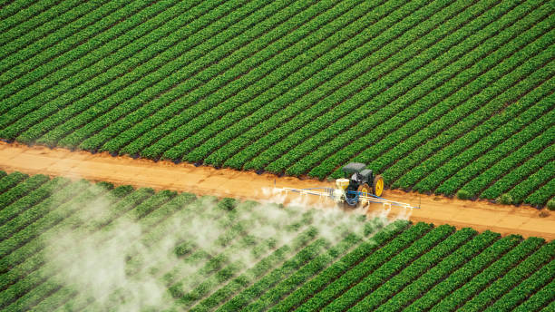 Best Termite Control Services  in Rossvle, IL