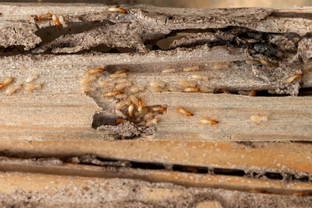 Best Wildlife Control Services  in Rossvle, IL